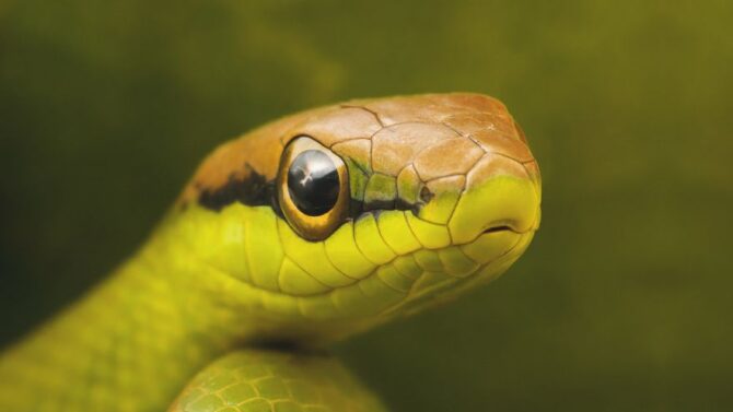 Do Snakes Blink Their Eyes? Do Snakes Have Eyelids? (Answered)