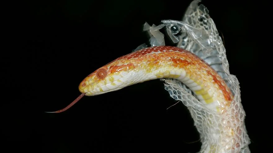 Do Snakes Eat Their Shed (Yes and No! Here's Why)