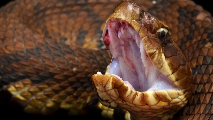 Do Snakes Feel Pain (What Science Has To Say)