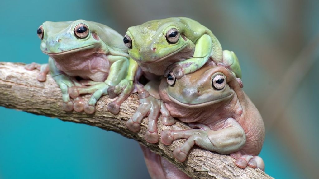Do White's Tree Frogs Change Color
