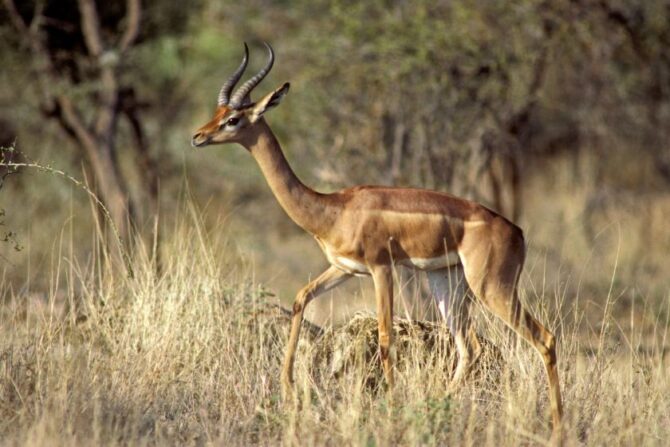 Dorcas Gazelle (Gazella dorcas)