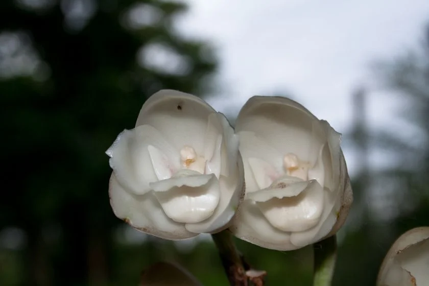 Dove Orchid (Peristeria elata) Flower Bloom