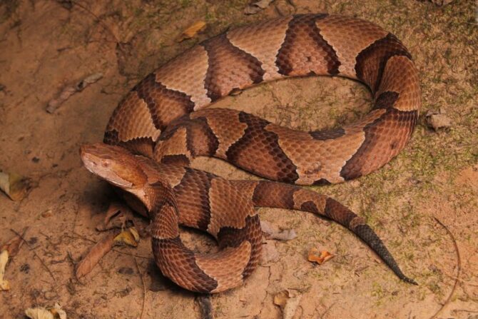 Eastern Copperhead Snake (Agkistrodon contortix)