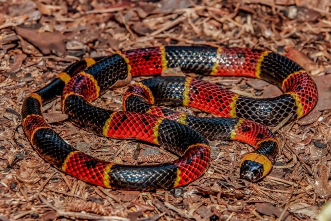 Eastern Coral Snake on Ground
