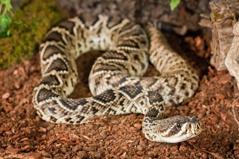 Eastern Diamondback Rattlesnake (Crotalus adamanteus)