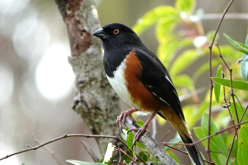 Eastern Towhee (Pipilo erythrophthalmus)