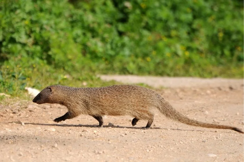 Egyptian Mongoose (Herpestes ichneumon)