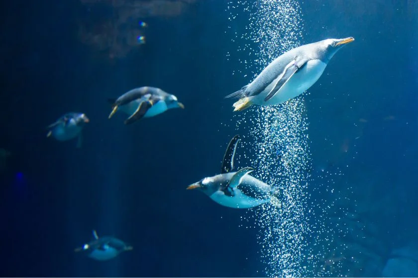 Emperor Penguins Swimming in Deep Waters