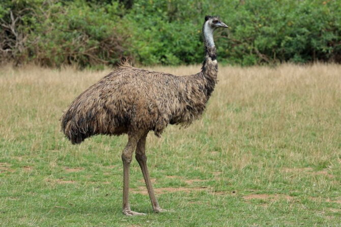 Emu (Dromaius novaehollandiae)