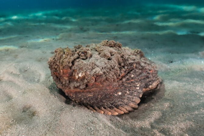 Estuarine Stonefish (Synanceia horrida)
