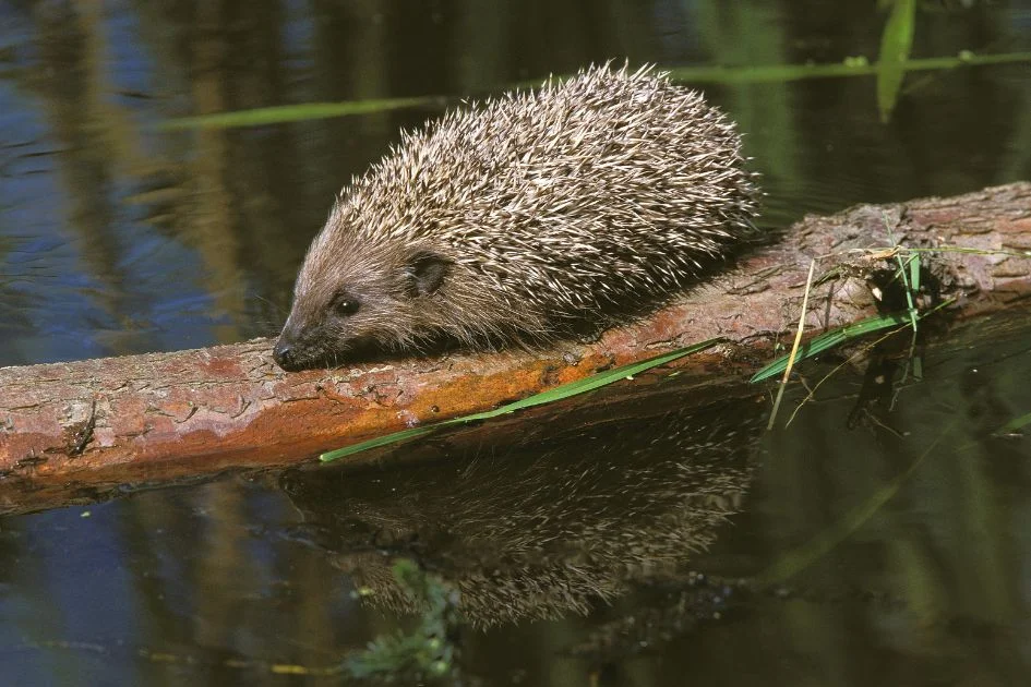 European Hedgehog crossing water
