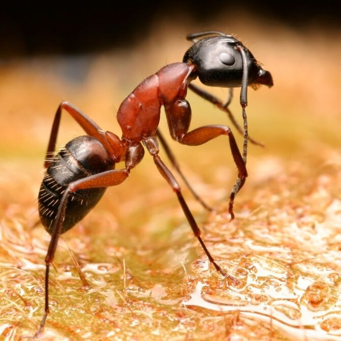 Extreme Close Up View of Ant