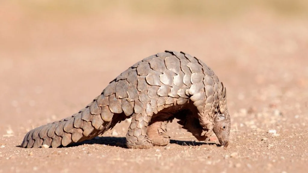 Facts About Pangolins (The Only Mammals With Scales)