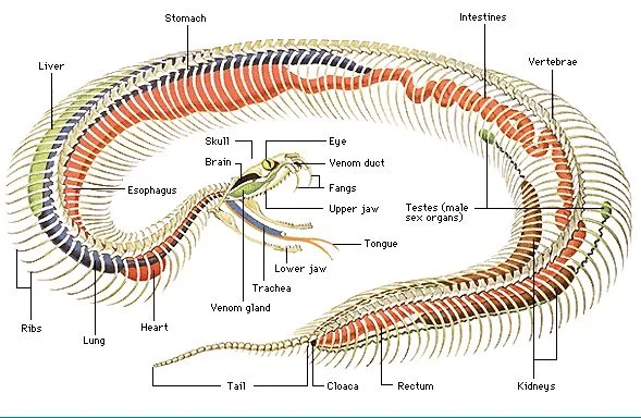 Features of a Snake Anatomy
