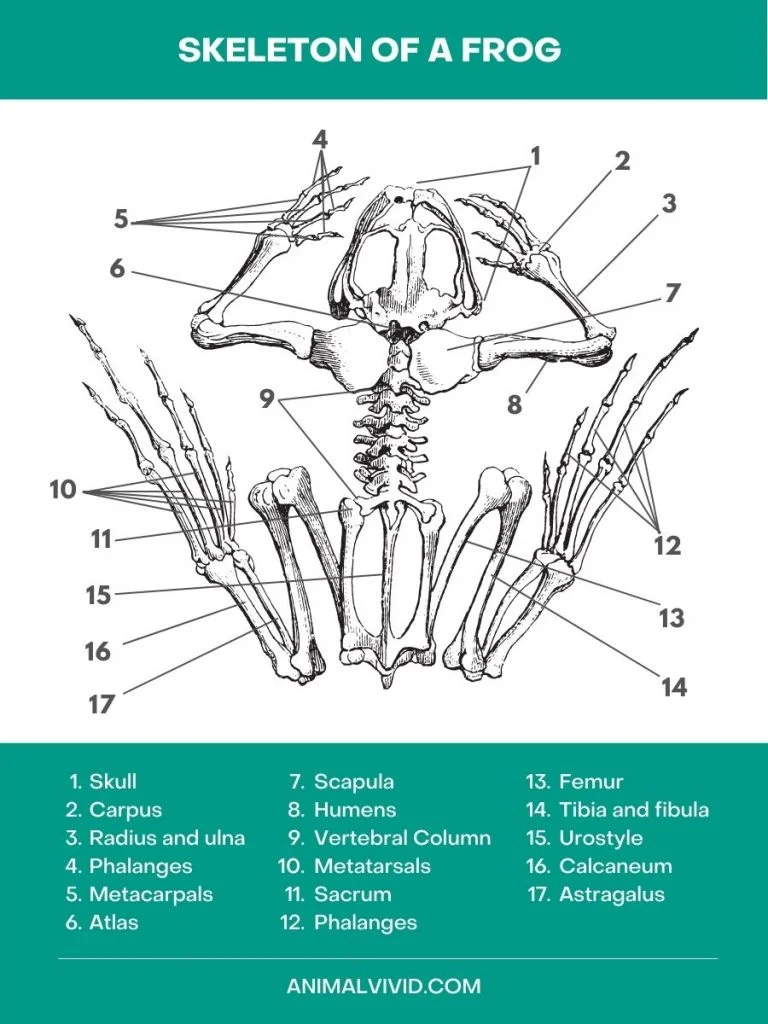 Figure: Skeleton of a Frog – Diagrammatic Representation