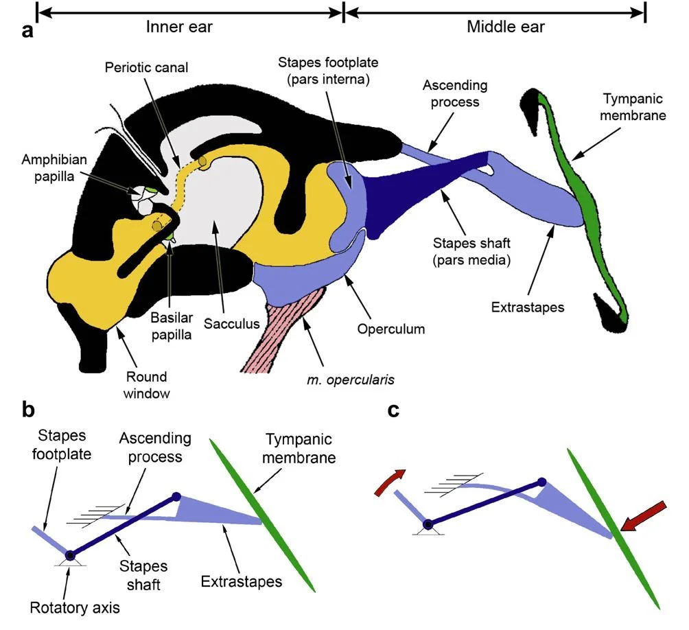 Figure: Mechanics of the Frog Ear - A Diagrammatic Representation