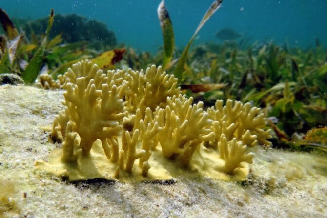 Fire Coral (Millepora) Growing on Rock