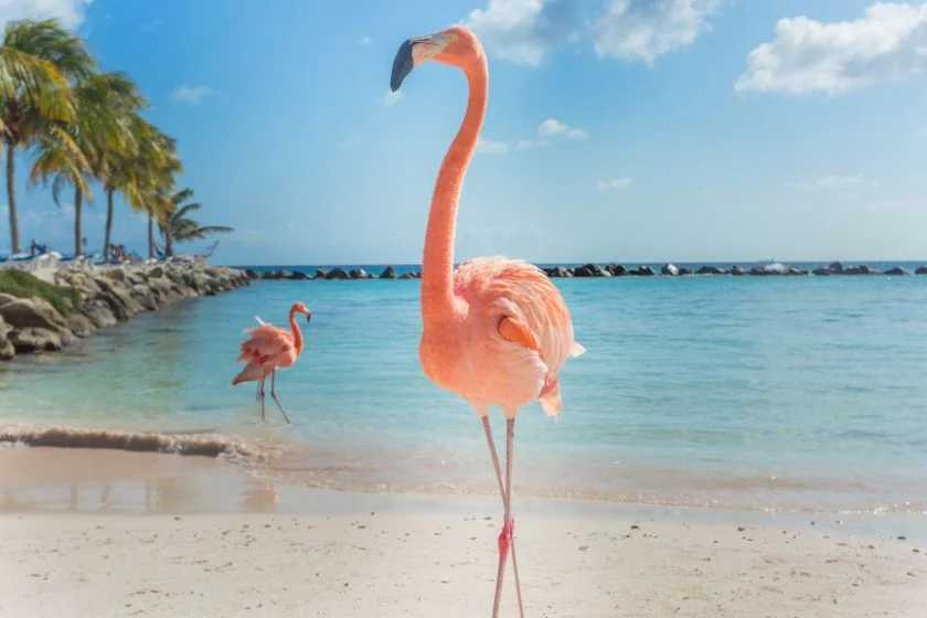 Flamingo (Phoenicopterus)