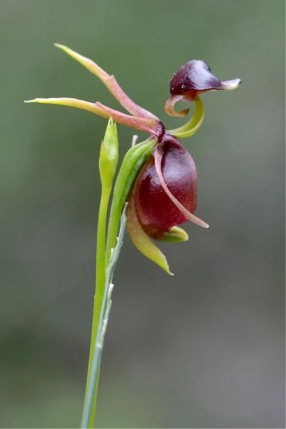 Flying Duck Orchid (Caleana major)