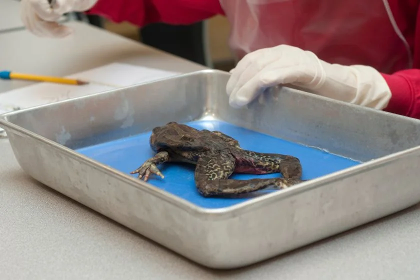 Frog in Tray Used for Experiment