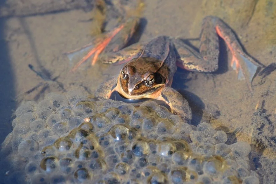 Frog in Water near Frog Eggs