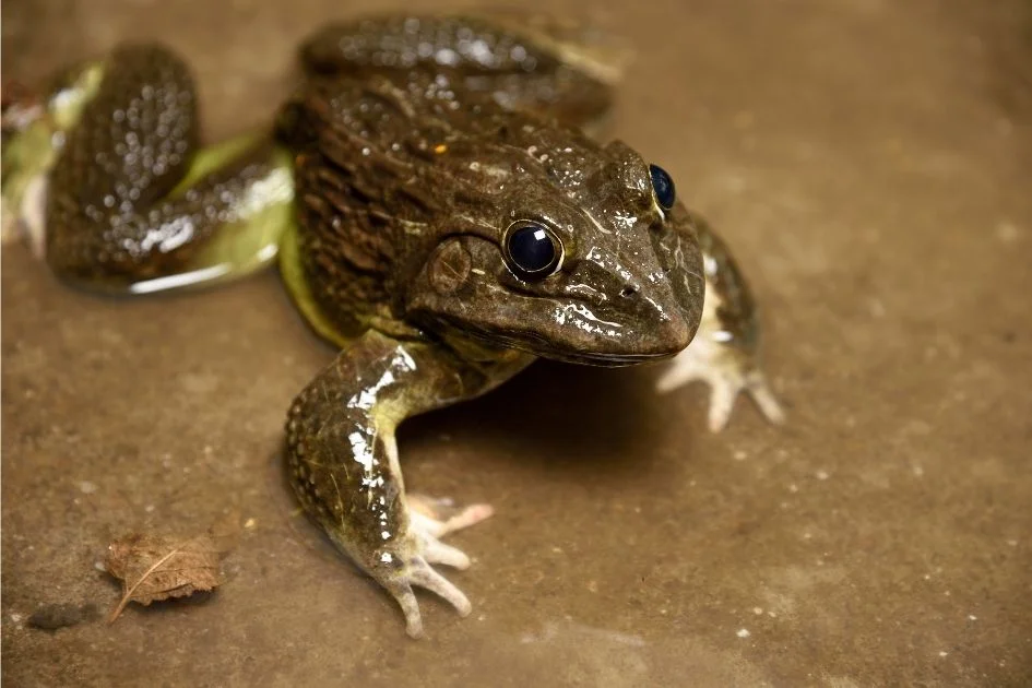 Frog in Water