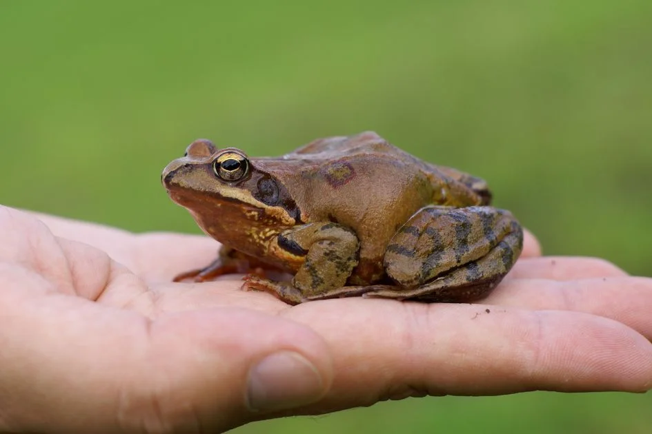 Frog on Person's Hand