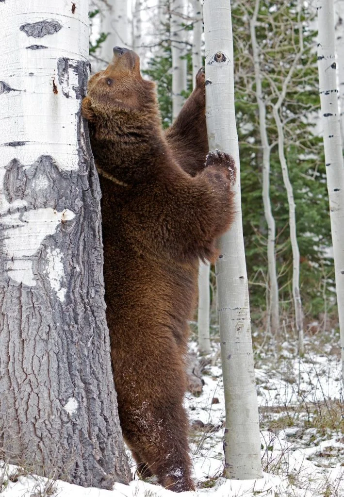Full-grown Grizzly Bear Looking Up the Tree