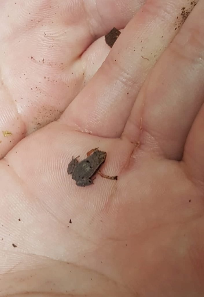 Tiny Gardiner's Seychelles frog (Sechellophryne gardineri) in person's palm