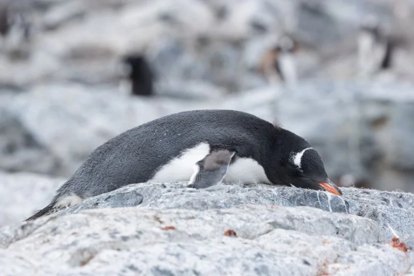 Gentoo Penguins Sleeping Lying Down