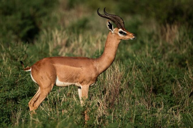 Gerenuk (Litocranius walleri)