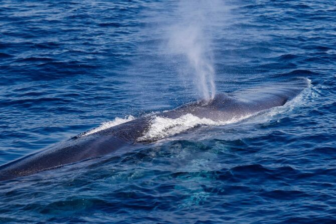 Giant Fin Whale on Surface Blowing Water