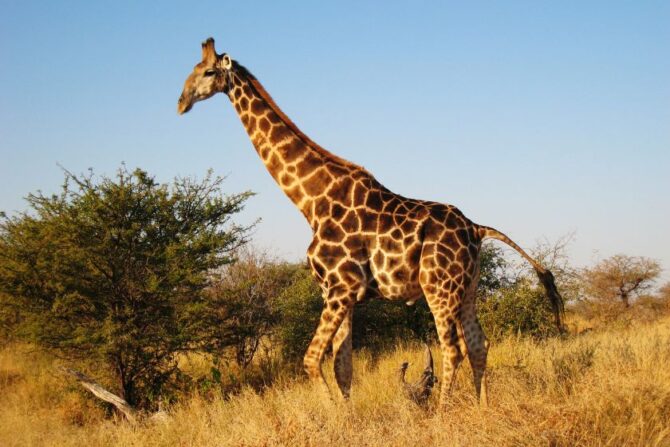 Giraffe (Giraffa Camelopardalis)