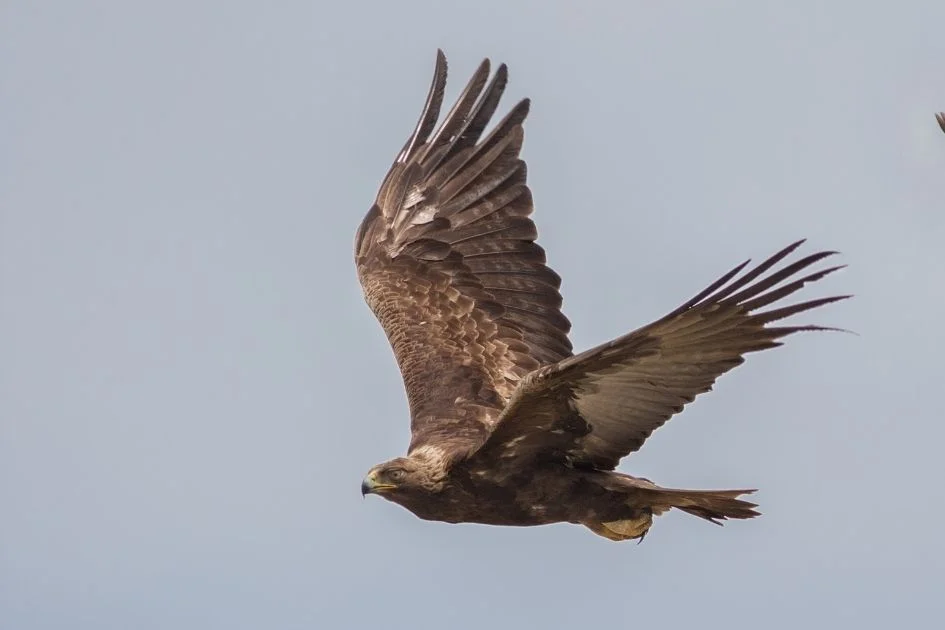 Golden Eagle (Aquila chrysaetos) Flying