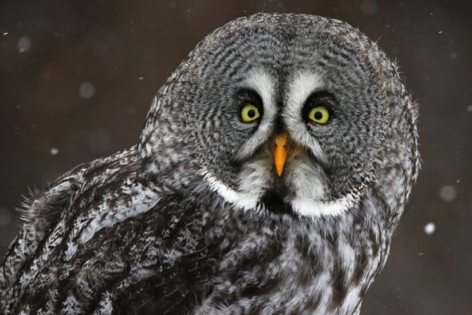 Gray Owl (Strix nebulosa)