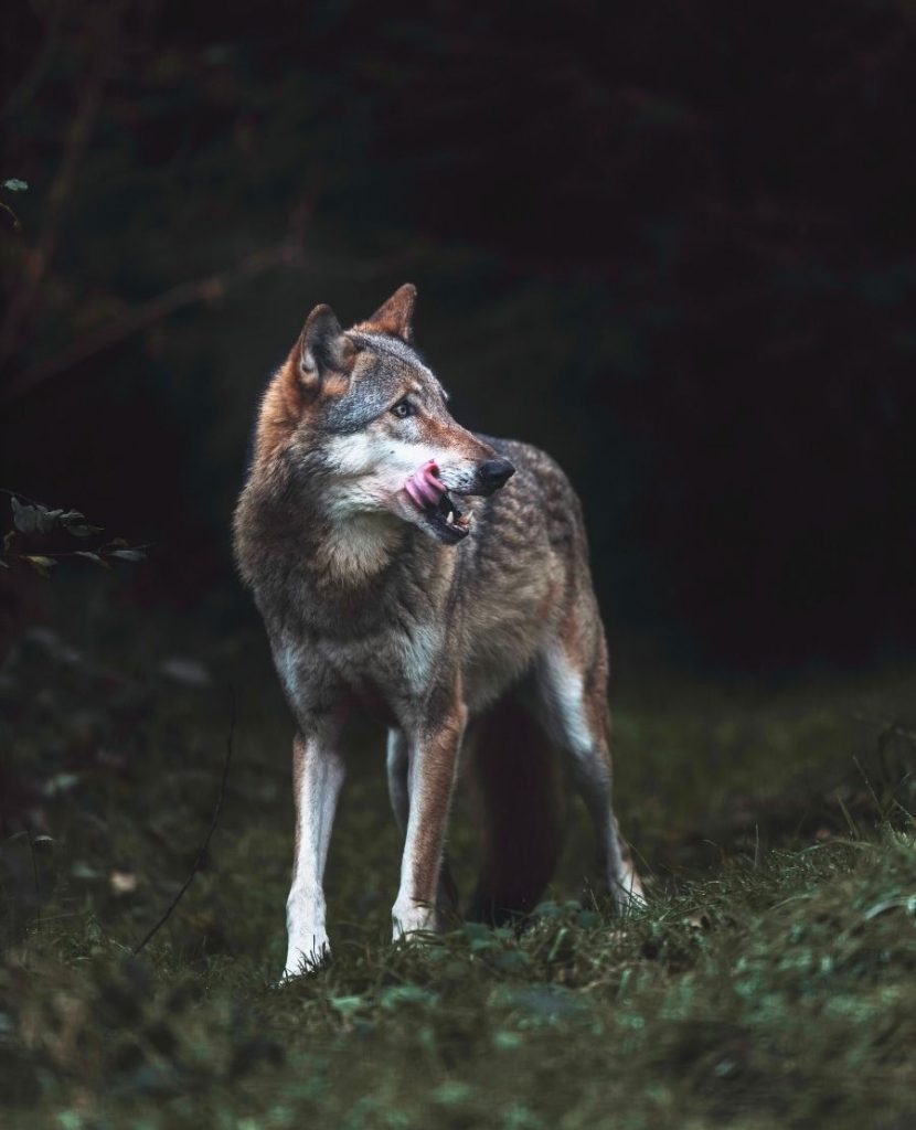 Gray Wolf Alone in Dark Forest