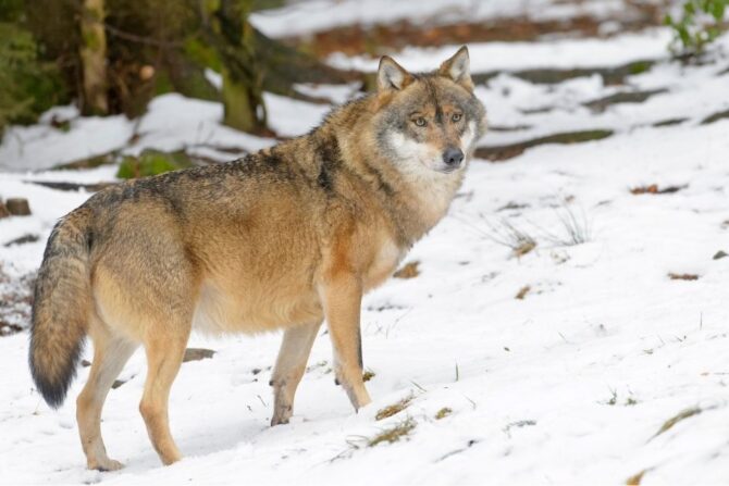 Gray Wolf (Canis lupus) Standing on Snow in the Wild