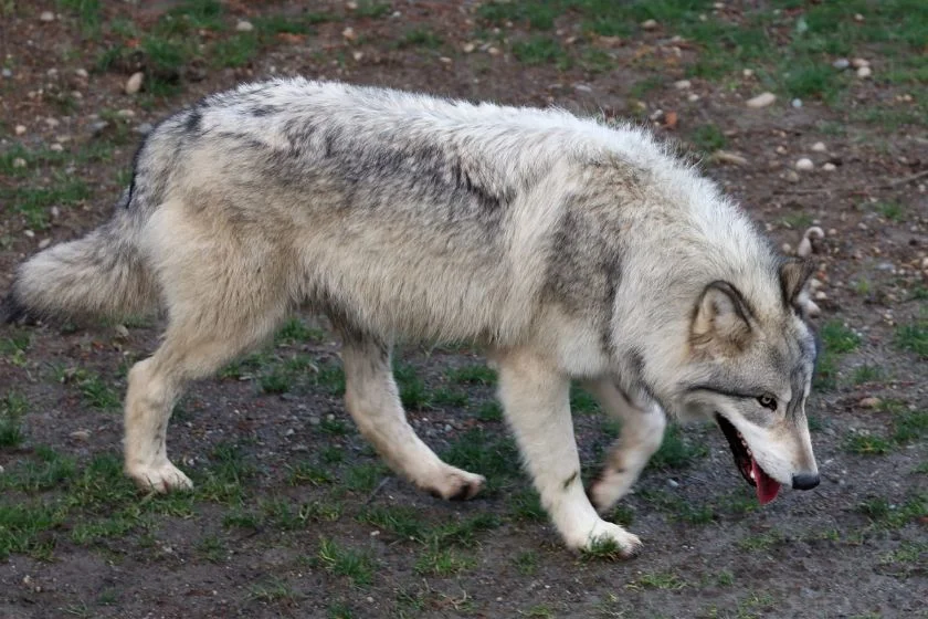 Gray Wolf Exploring