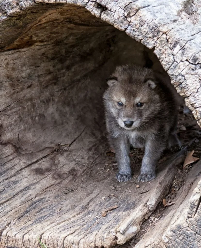 Gray Wolf Pup in a Den