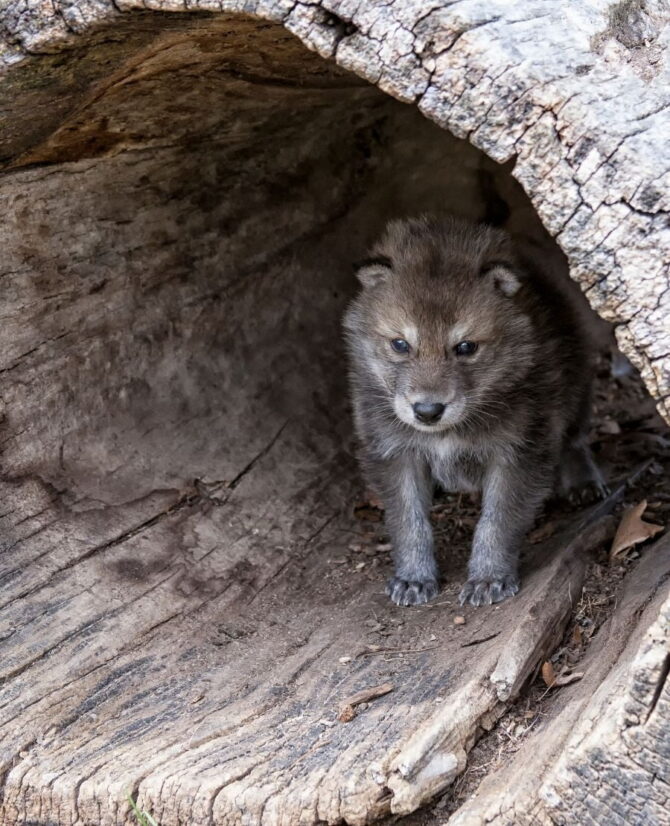 What Is A Baby Wolf Called? Is A Wolf A Cub Or Pup?
