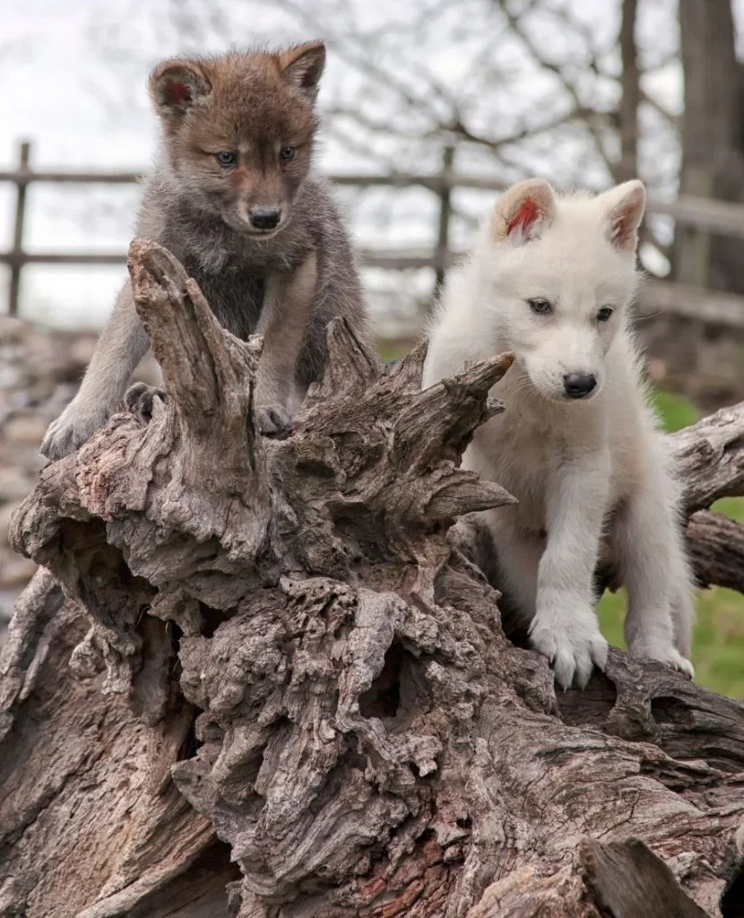 Gray Wolf Pups Climbing on Fallen Tree Trunk
