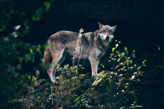 Gray Wolf (Canis lupus) in the Dark at Night