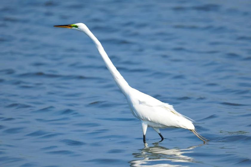 Great Egret (Adrea alba)