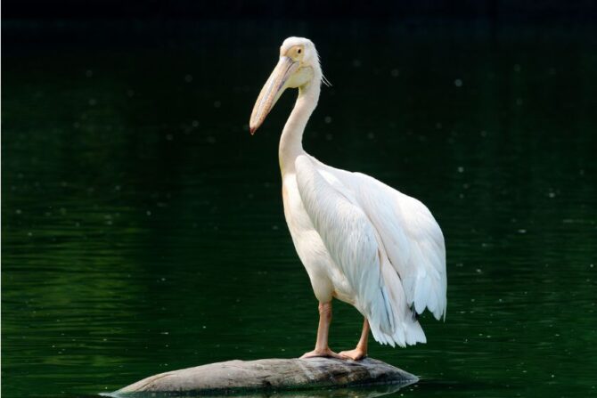 Great White Pelican (Pelecanus onocrotalus)