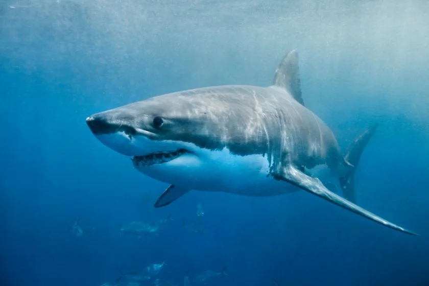 Great White Shark Swimming Underwater