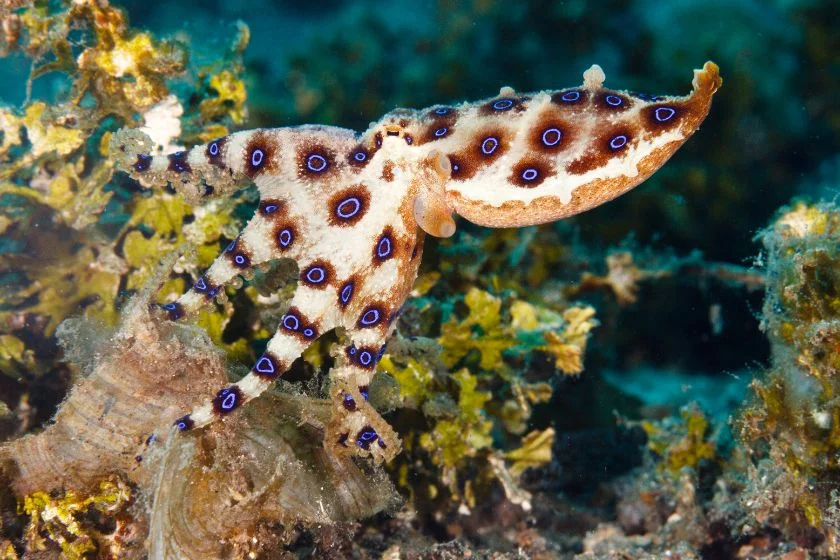 Greater Blue-ringed Octopus (Hapalochlaena lunulata) on a reeftop