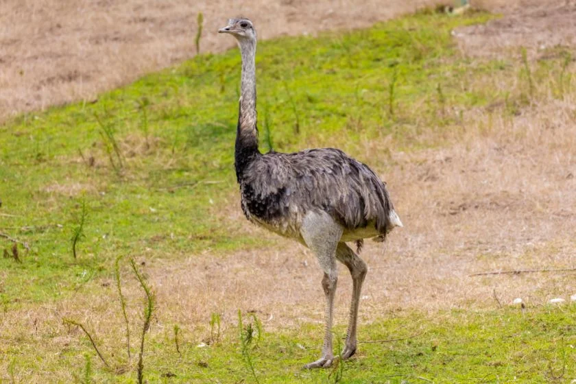 Greater Rhea (Rhea Americana)