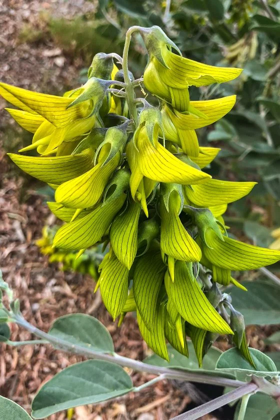 Green Birdflower (Crotalaria cunninghamii)