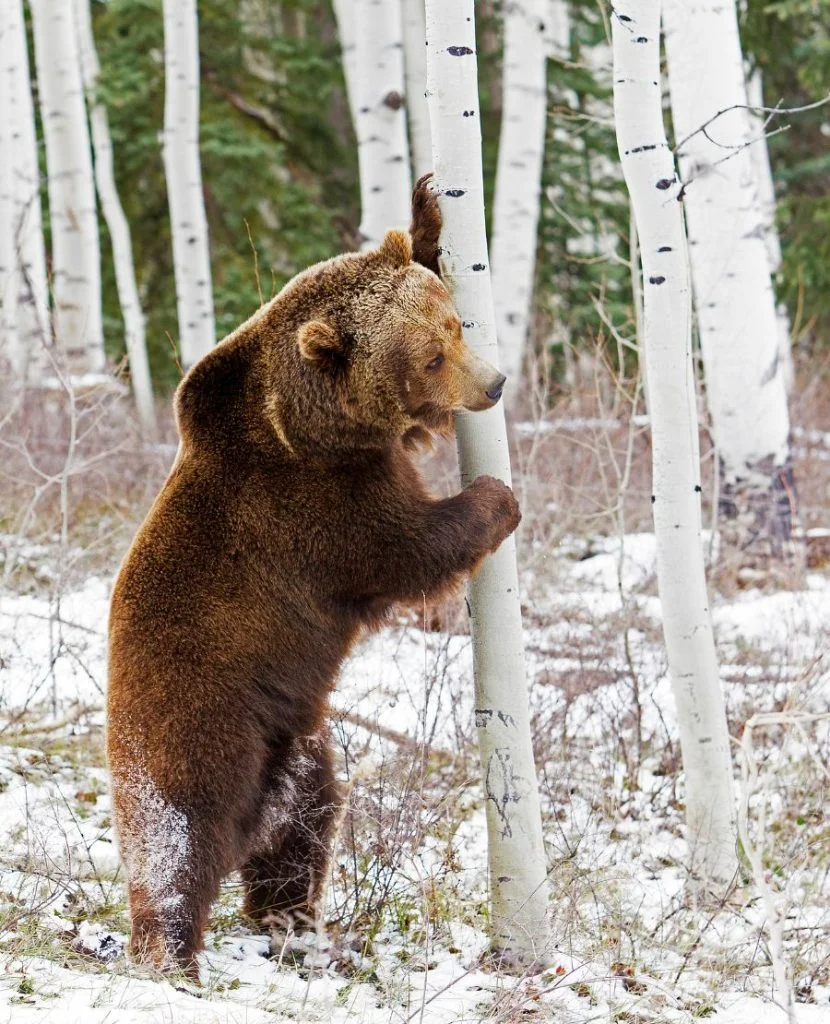 Grizzly Bear Holding onto a Tree