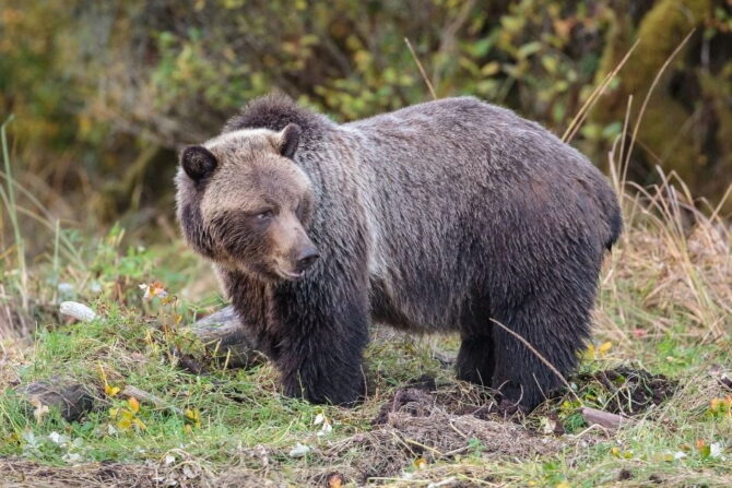View of Grizzly Bear or American Brown Bear (Ursus arctos)